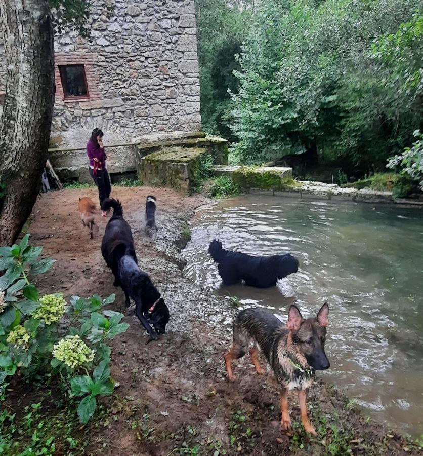 Posada Pet Friendly El Molino De Cantabria Entrambasaguas  Exterior photo